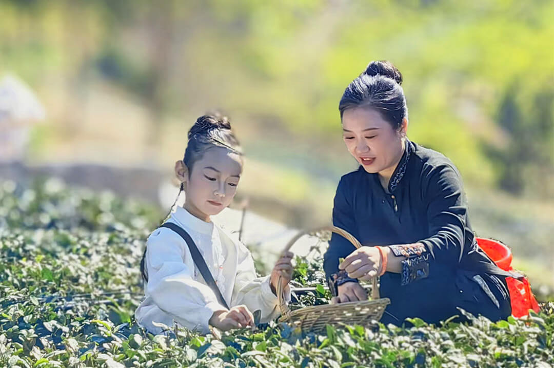 山东平邑县： 大力发展茶产业 助力县域乡村振兴